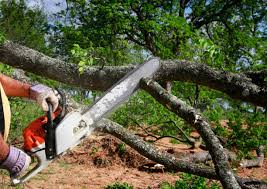 Best Tree Mulching Services  in Homer, GA